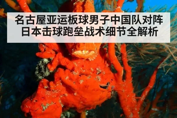 名古屋亚运板球男子中国队对阵日本击球跑垒战术细节全解析